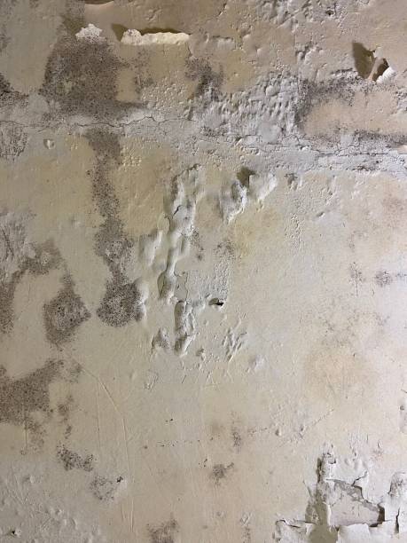 Best Health and Safety Mold Remediation in Columbiana, AL