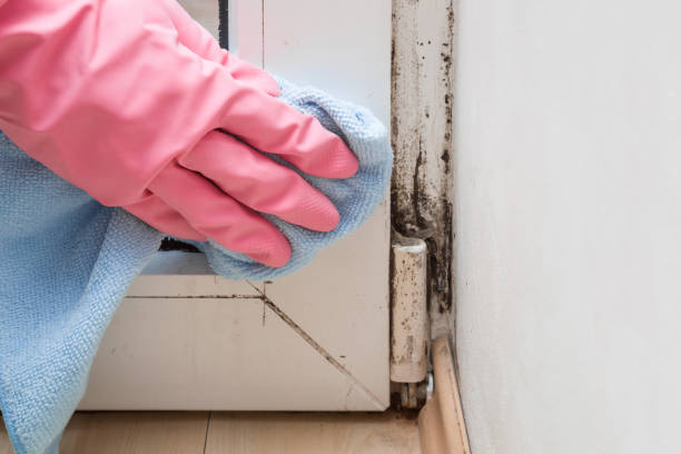 Best Commercial Mold Remediation in Columbiana, AL